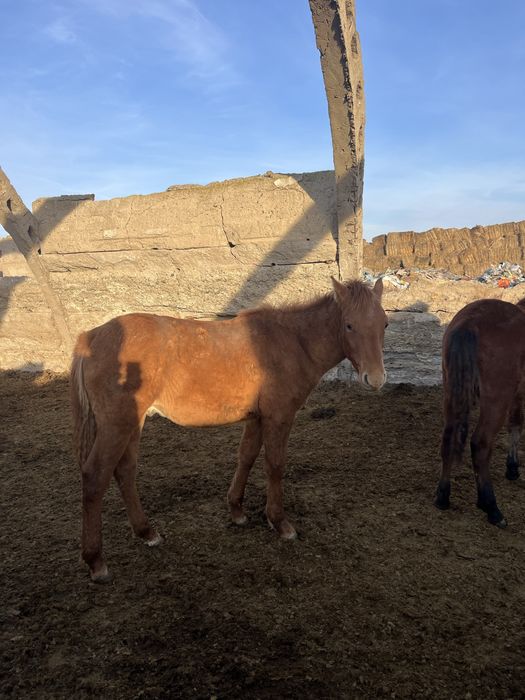 Семіз Жабағы сатылады