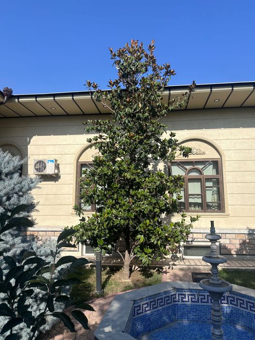 Магнолия дарахти