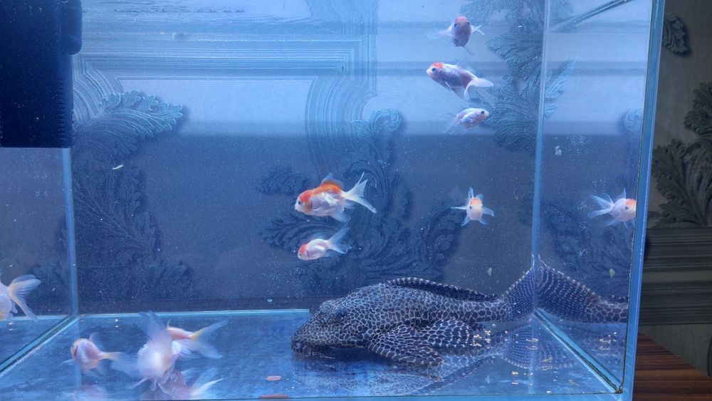 Аквариум  30литр