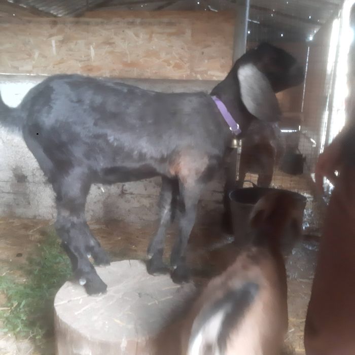 Tap de 7 luni si 2 iedute Anglonubian, din parinti cu pedigree