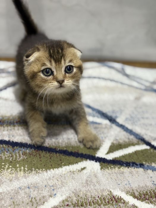 Zalataya shishila 1 yarim oyli