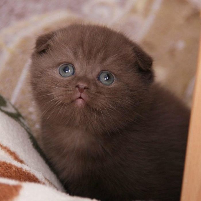 Котята породы папа Британ мама вислоухий