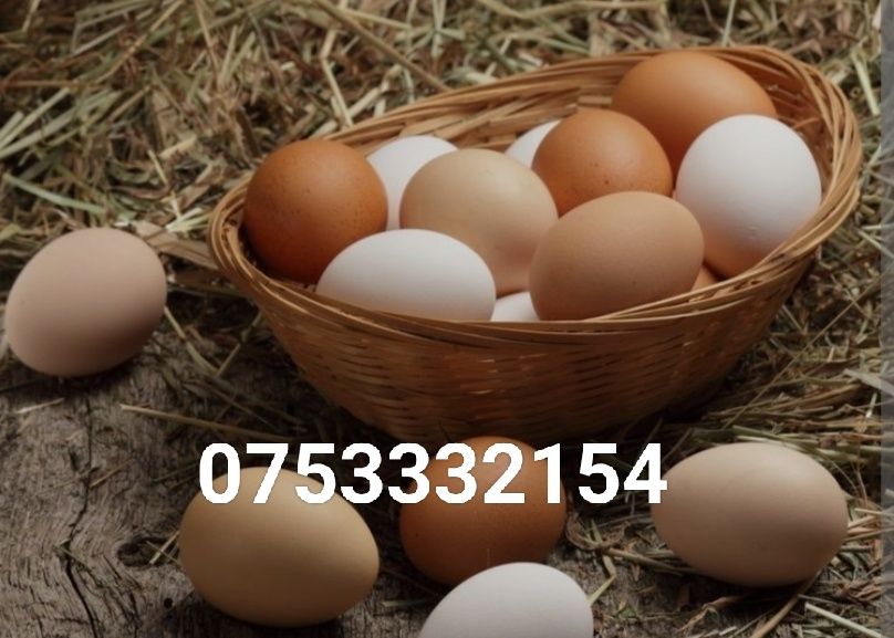 Oua de la găini de casă