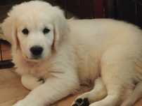 Vand catelus de golden retriever