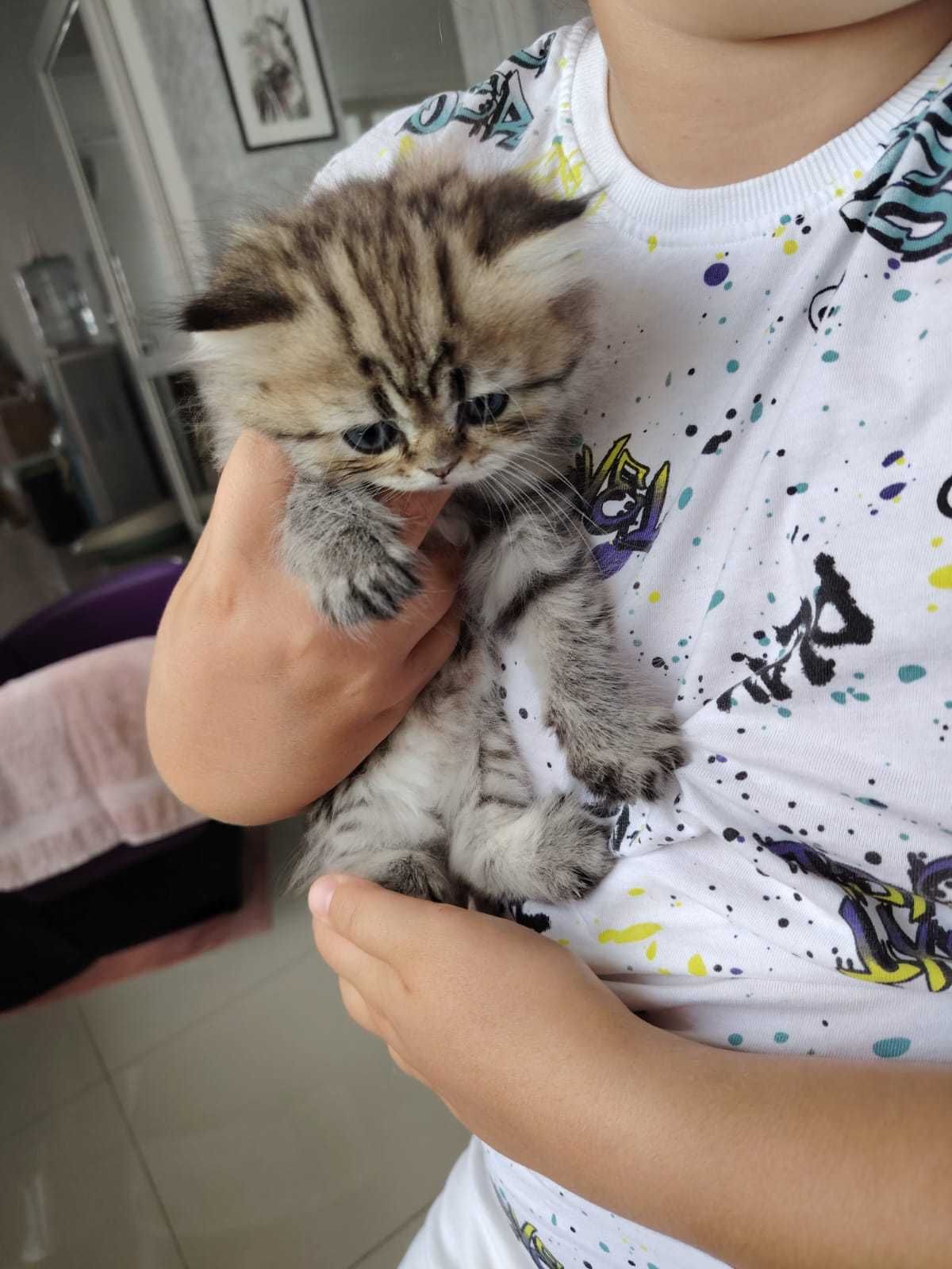 Pisica, rasa British Longhair Black Silver Shaded. Vârsta - 2 luni