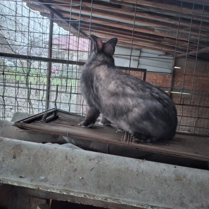 Vînd iepuri hicolle francez și secuiești
