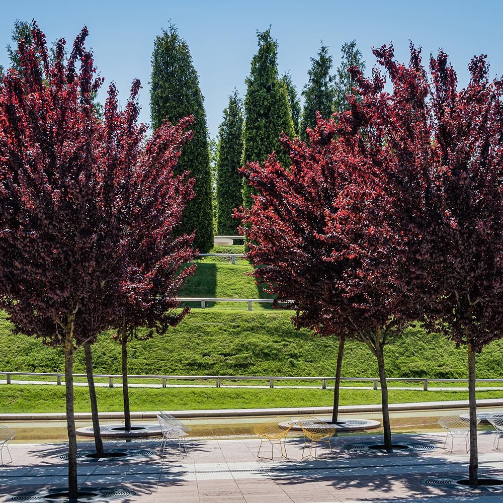 Prunus cerasifera Nigra