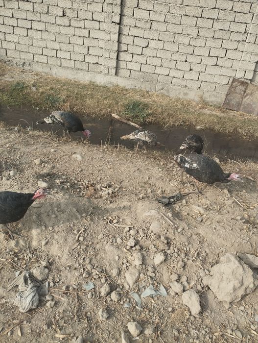 Хонаки соглом куркалар сотилади