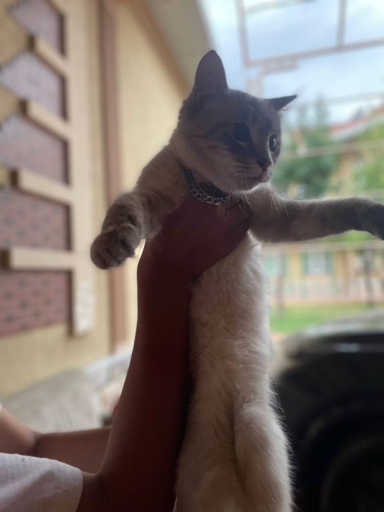 Серебристи шиншила