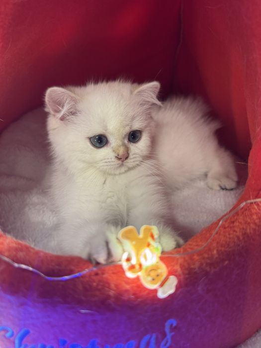 British Shorthair cu pedigree, vaccinuri la zi – super blând