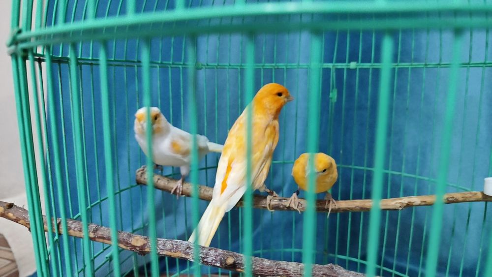 Канарейки кенар канарейка