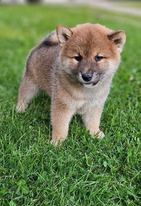 Fetița Shiba Inu pedigree