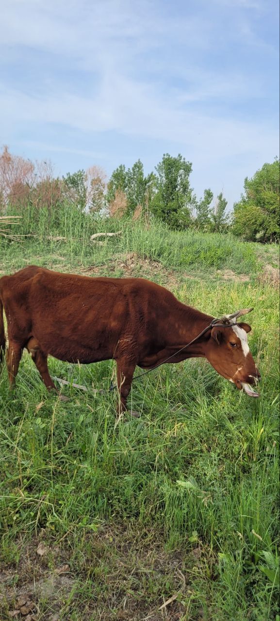 Она бола соглом басами букача 3 ойлик