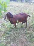 Se vând 1 capră Anglonubiană și Iadă alpină  franceză ciută!