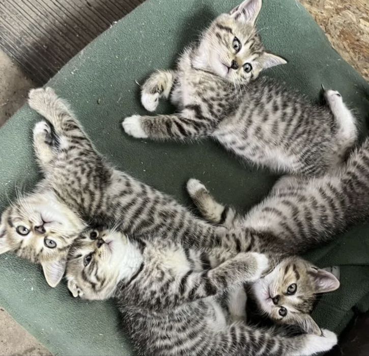 Котята Шотландские!