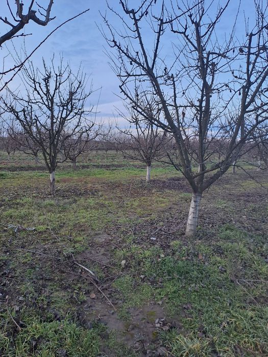 Livada cu pomi fructiferi