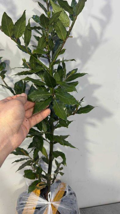 оптом нархларда Лавровый лист кўчатлари  қишда совуққа чидамли