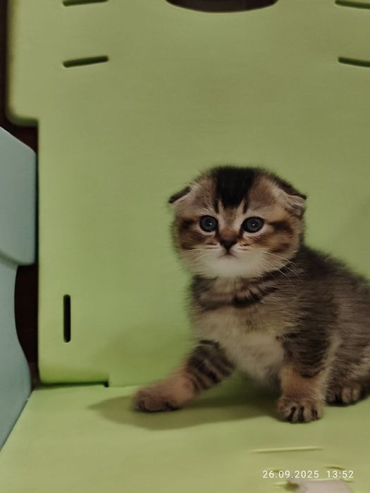 Скоттиш Скотиш фолд шиншилла
