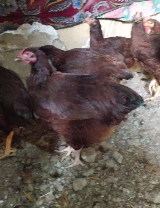 Род Айленд товуклар сотилади