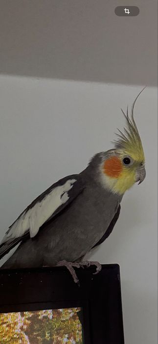 Vand Papagal Nimfa + colivie mare