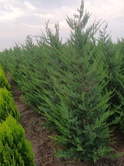 Lelandy laur englezesc tuia smarald calitate extra pret producator