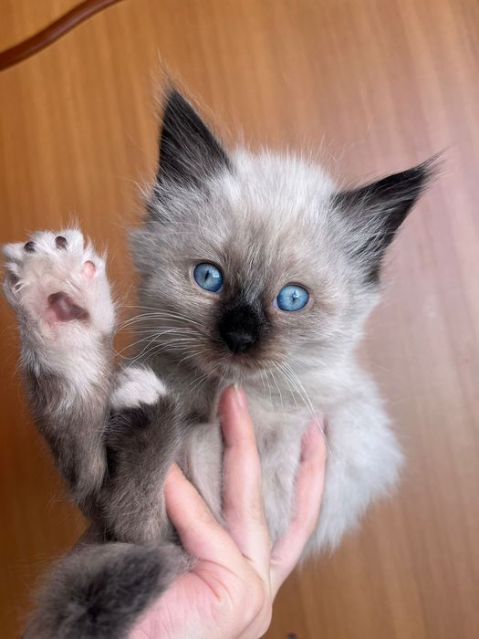 Отдаем котенка и щеночка бесплатно