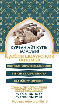 Кой сатамыз. Продаём баранов, токты