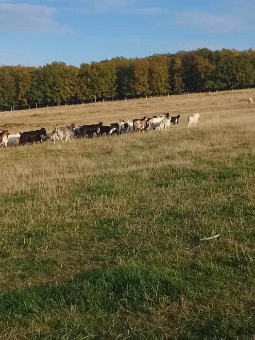 Vînd capre  bune de lapte