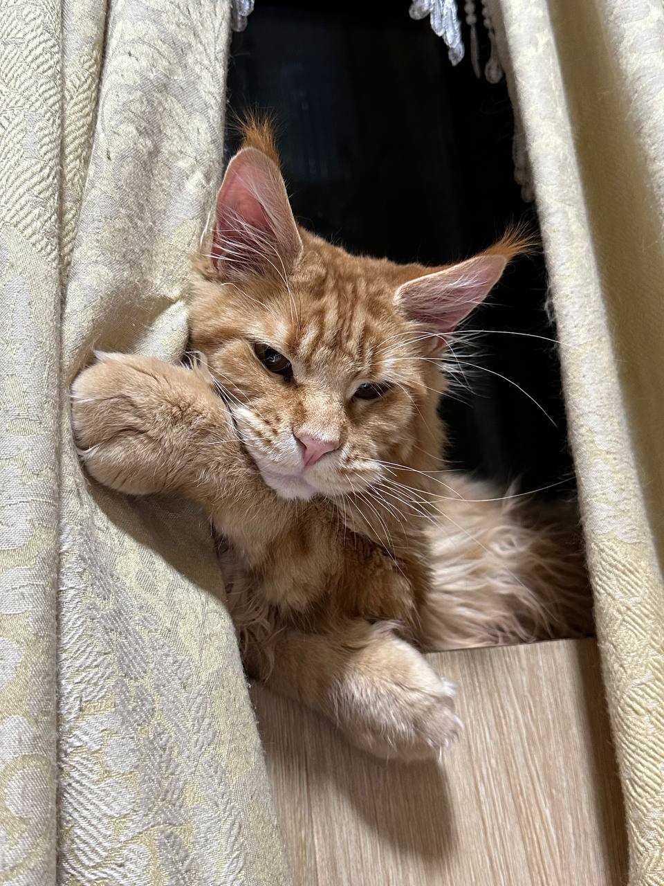 Коты и кошка Мейн-куны