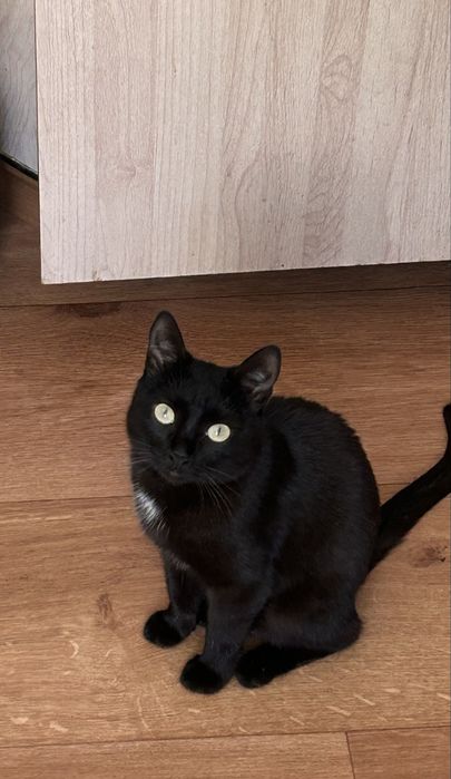 Кошку в добрые руки