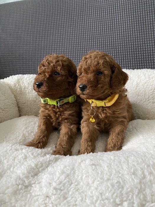 Той пуделчета той