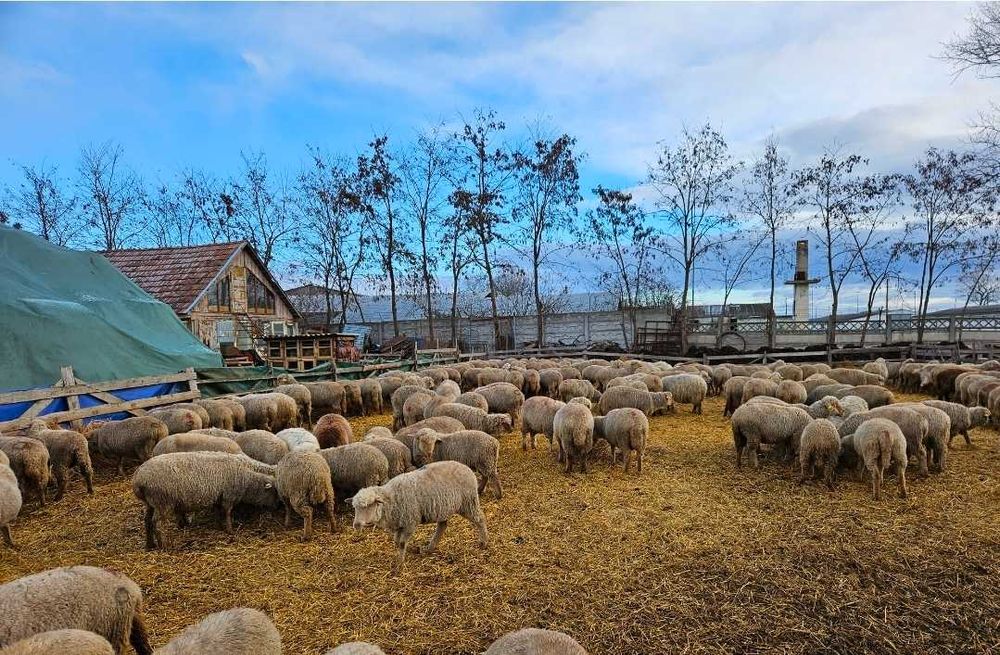 Vand oi țigai rugini(varoșe,birci,tigaie) de ținut
