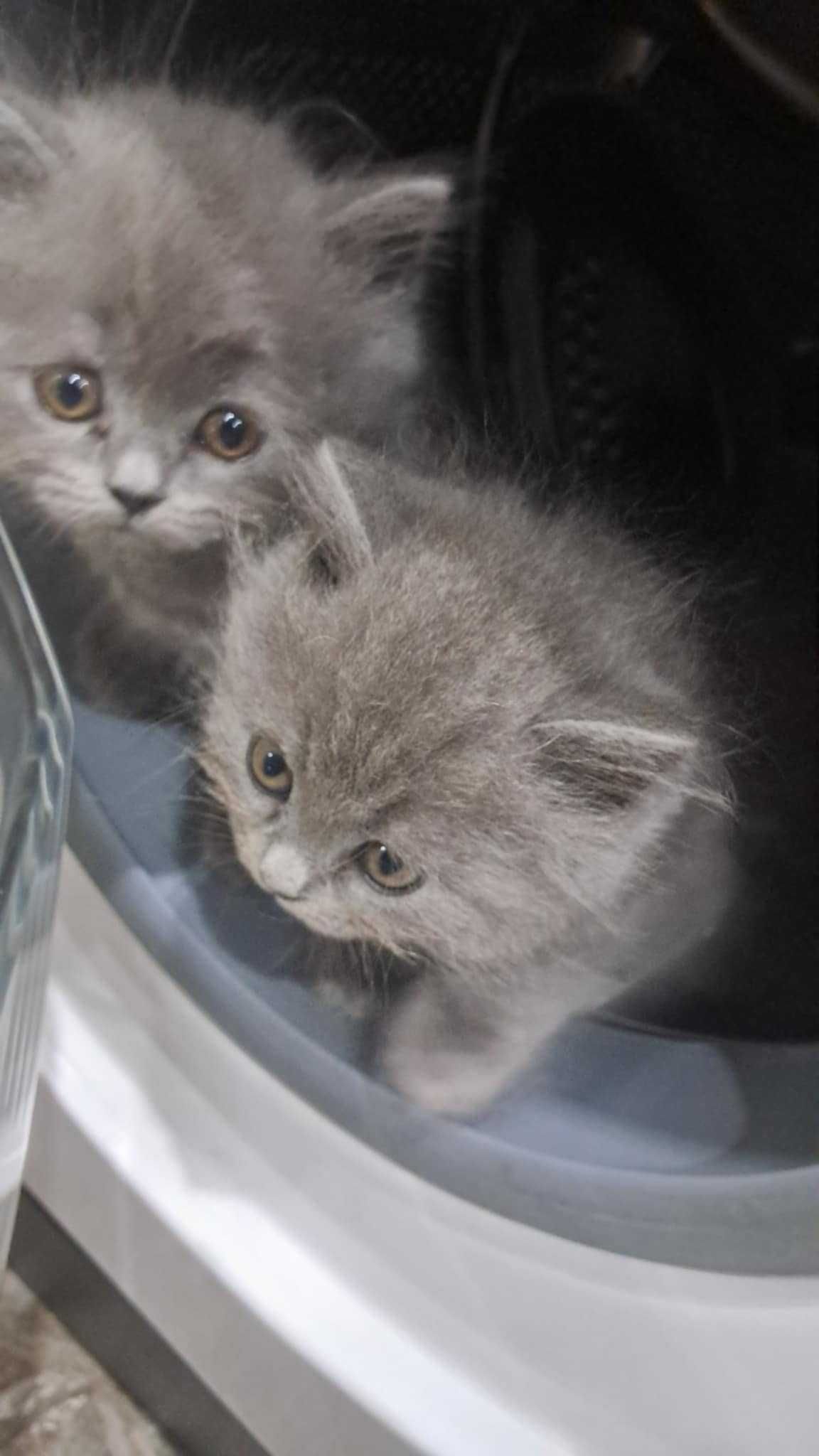 Британски котета