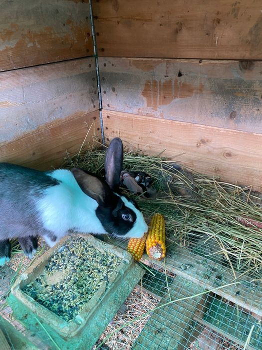 Vand iepuri,detin mai multe rase!