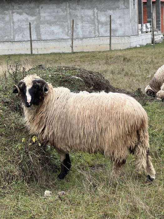 Berbecuti nosteni de vanzare Breaza de Hateg
