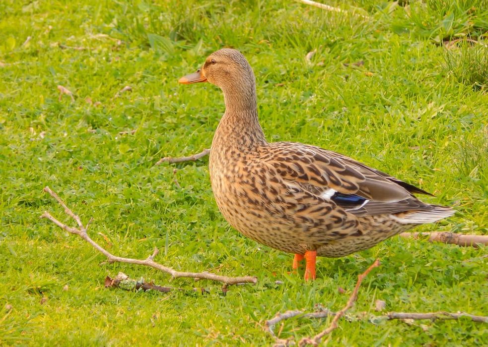Favorit, Pekin, Agidel, Урдак тухуми бор