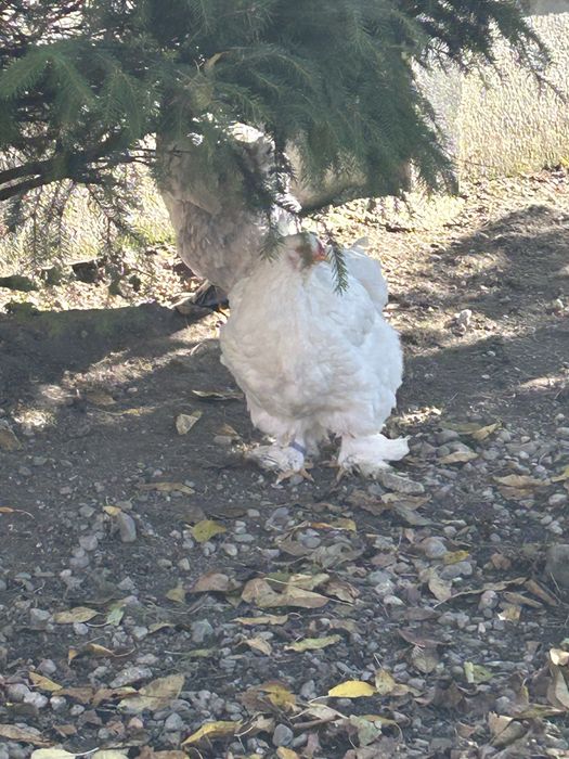 Vand gaini si cocosi