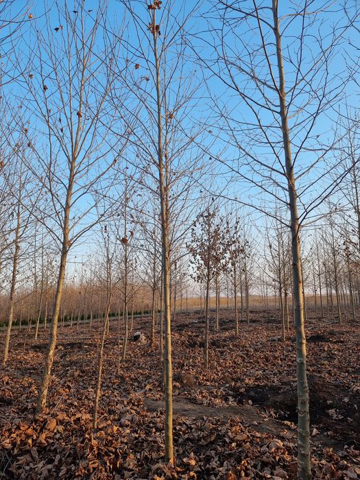 Platan de la 2.5 la 6m