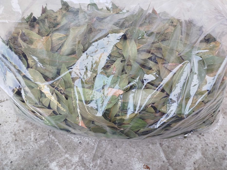 Дафинов лист сушен