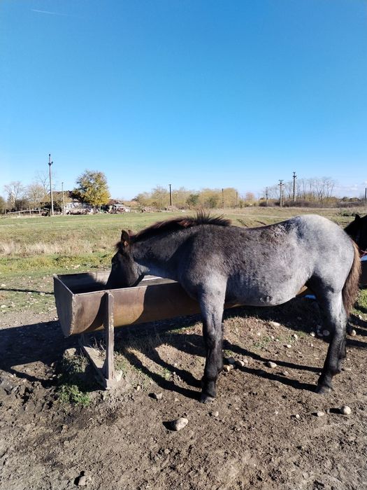 Vând mânză de 4 luni