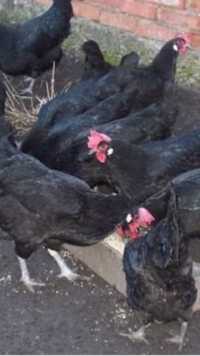 Черная курица петухи черные доставка естьрпп пого яйца от черных кур