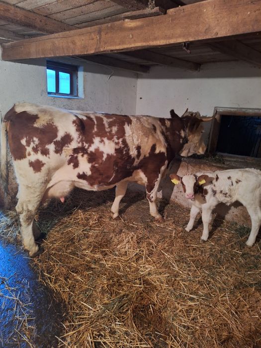 Vând vaca a treia fatare