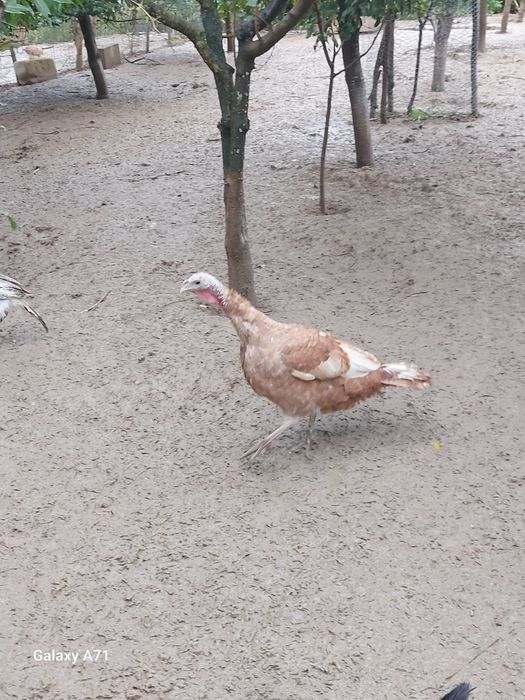 Curci si curcute