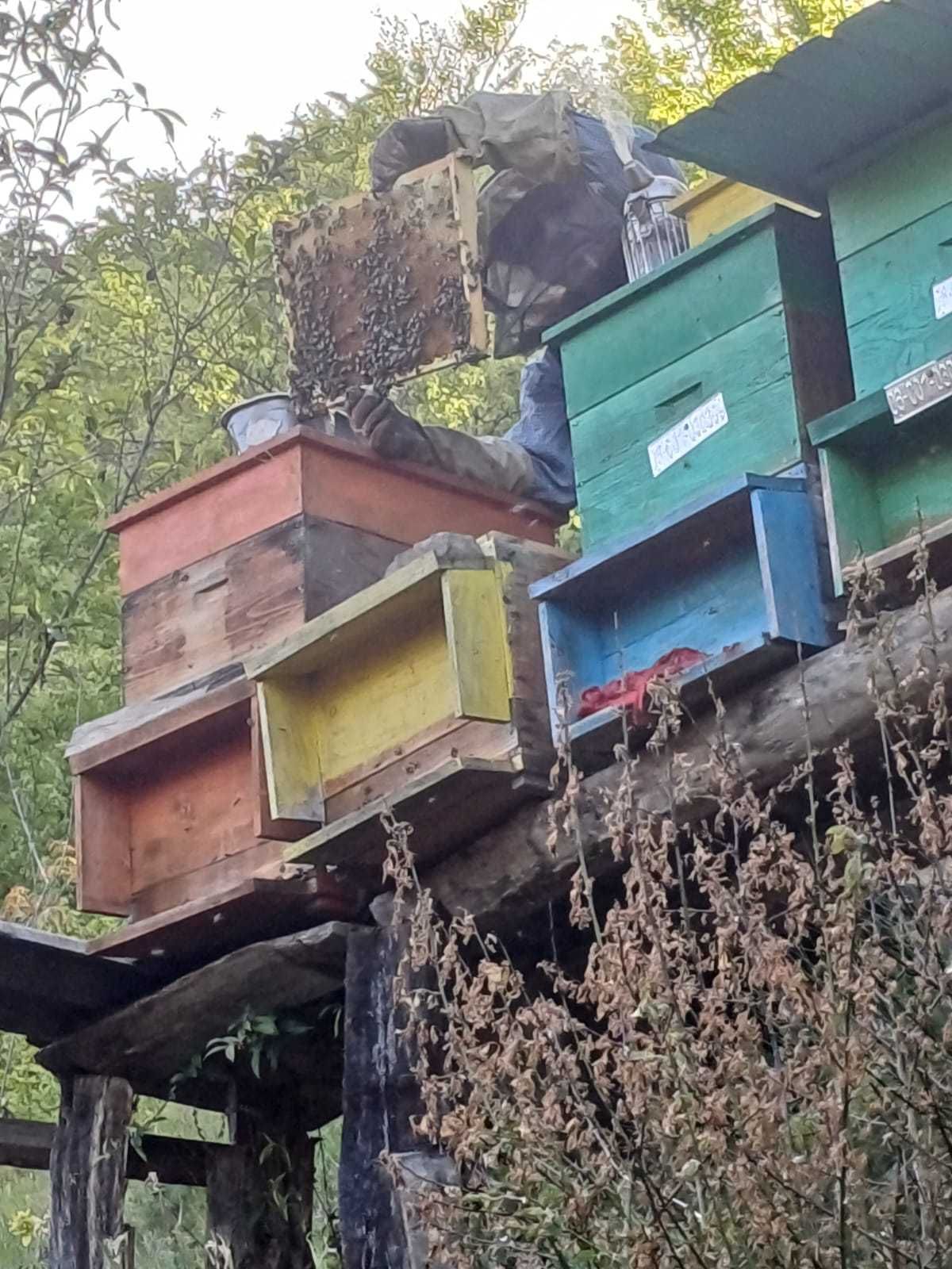 Famili albine de vanzare