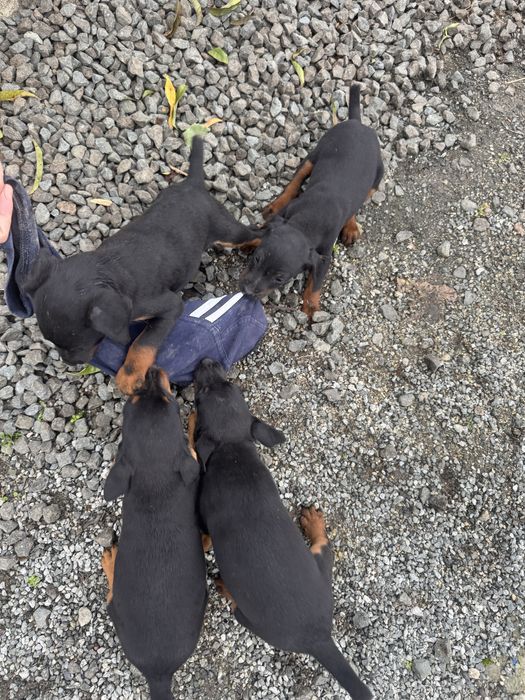 Ягдтериери кученца