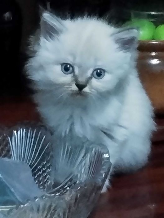 Продам невских маскарадных котят