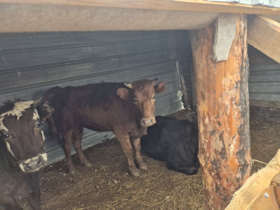 Сиыр сатылады семіз