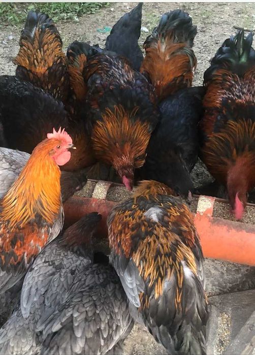 Vand gaini Araucana ,Plymouth, Wyandotte auriu,Marans  La Bresse,