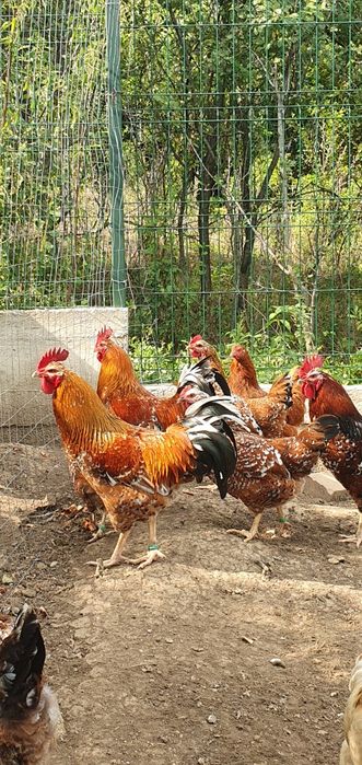 Pita pinta porțelan FAMILIE