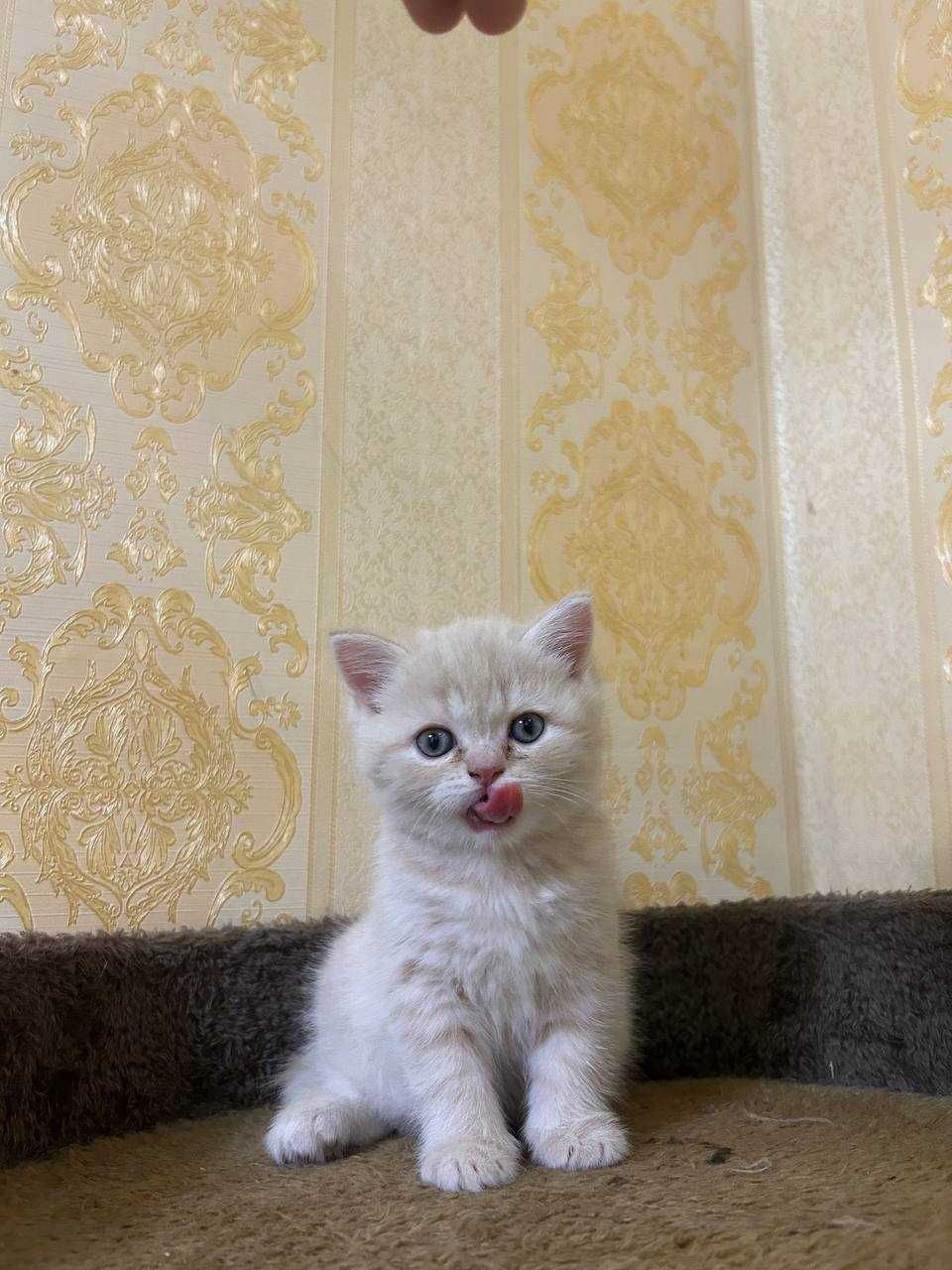 котят 3 , мушук болалари, 3 та жинси ўғил ва иккитаси қиз